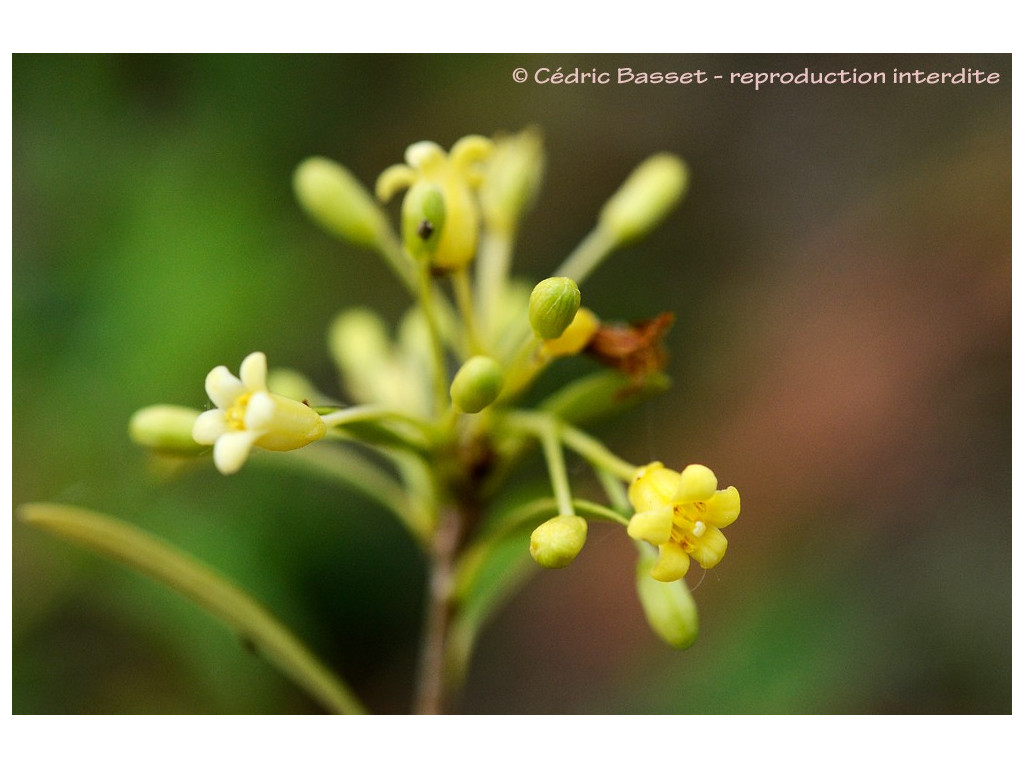 PITTOSPORUM PARVILIMBUM PITTOSPORUM PARVILIMBUM