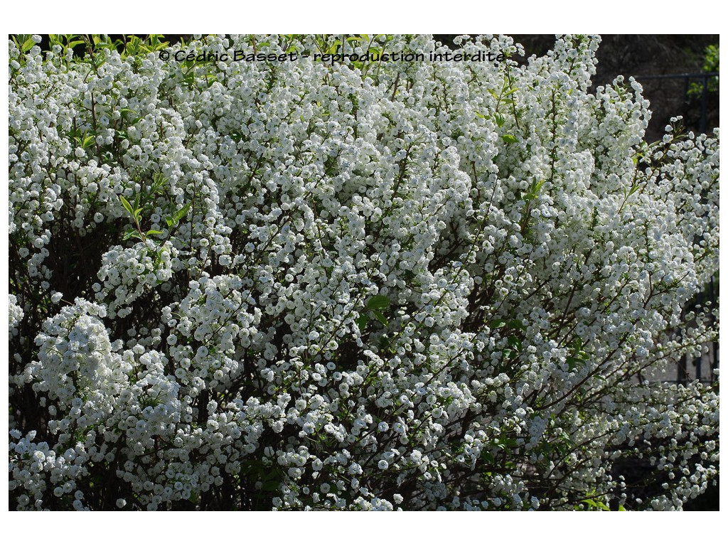 SPIRAEA PRUNIFOLIA SPIRAEA PRUNIFOLIA