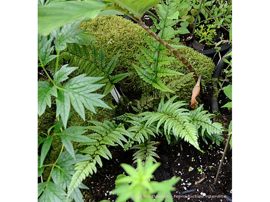 POLYSTICHUM TSUS-SIMENSE POLYSTICHUM TSUS-SIMENSE