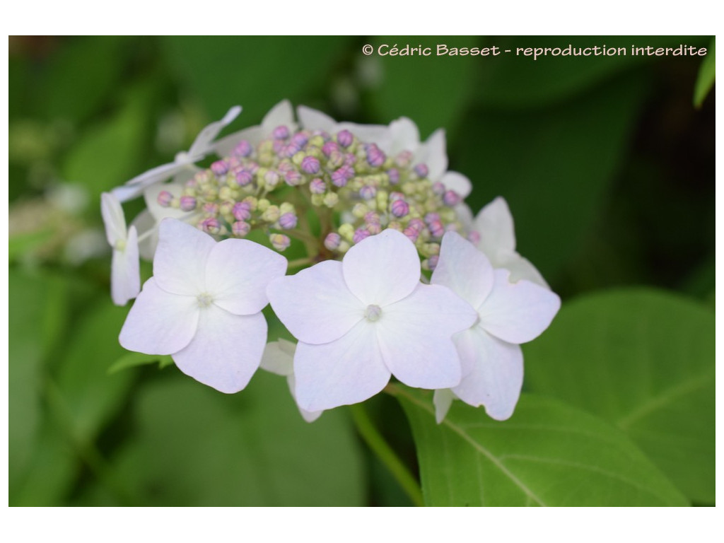 HYDRANGEA SERRATA 'MIYAMA YAE MURASAKI' HYDRANGEA SERRATA 'MIYAMA YAE MURASAKI'