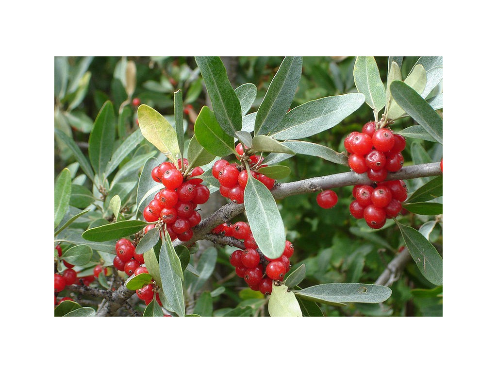 SHEPHERDIA ARGENTEA CA5457