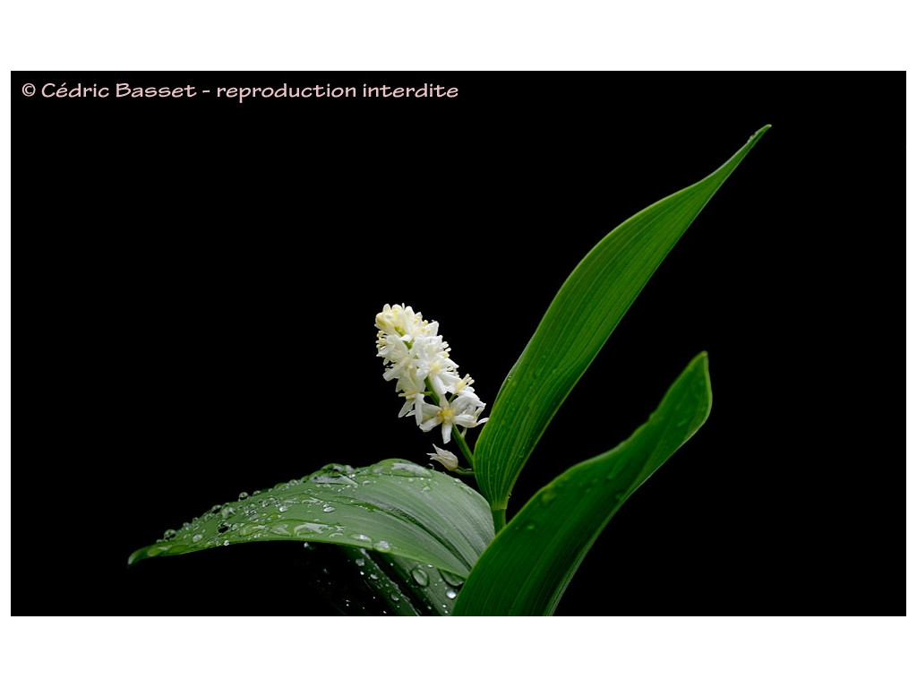 MAIANTHEMUM STELLATUM MAIANTHEMUM STELLATUM