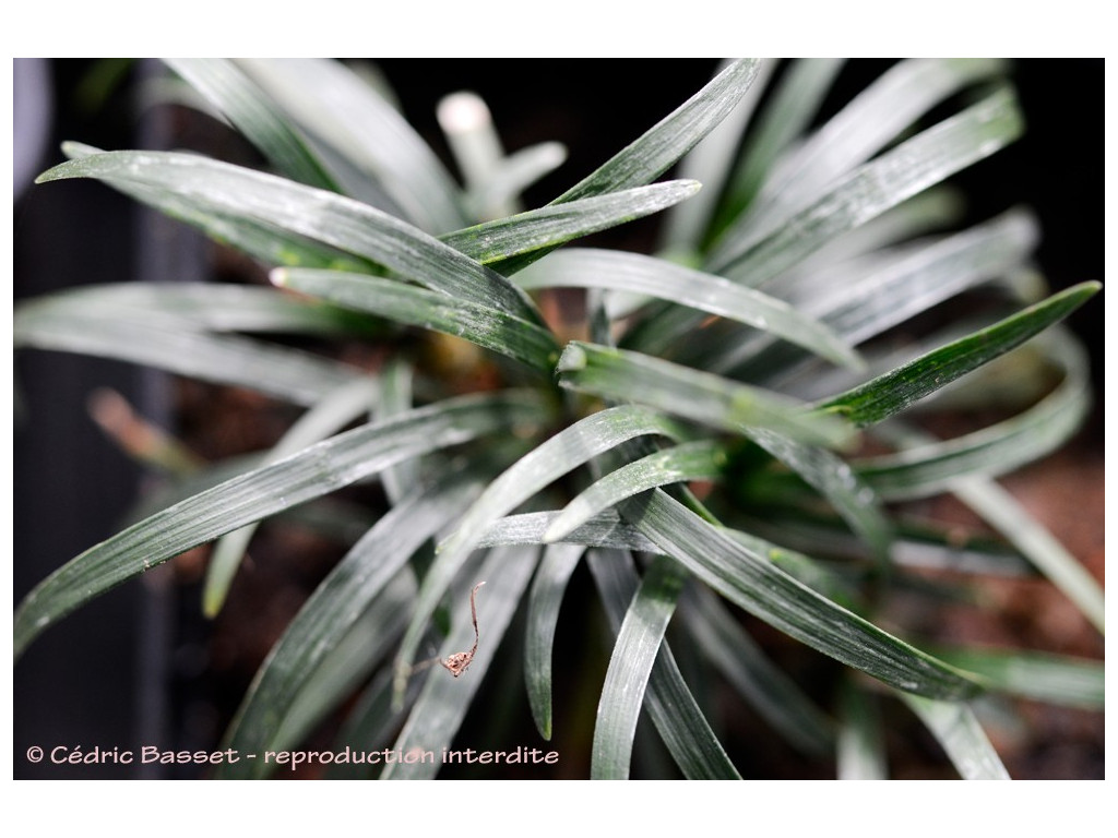 OPHIOPOGON JAPONICUS 'MINOR (VARIEGATA)' OPHIOPOGON JAPONICUS 'MINOR (VARIEGATA)'