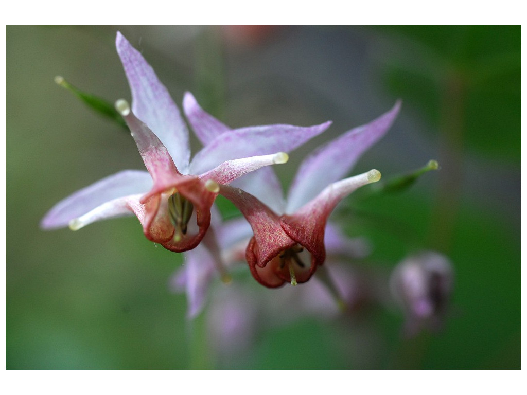 EPIMEDIUM 'PINK ELF'