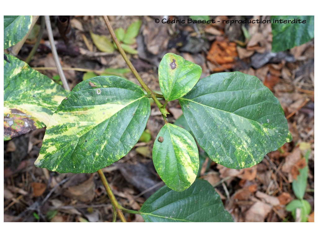 VIBURNUM JAPONICUM 'KI CHIRI HAKIKOMI FU' VIBURNUM JAPONICUM 'KI CHIRI HAKIKOMI FU'