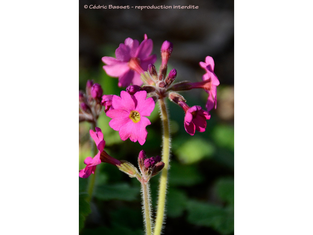PRIMULA KISOANA 'NOUSHOKU' PRIMULA KISOANA 'NOUSHOKU'