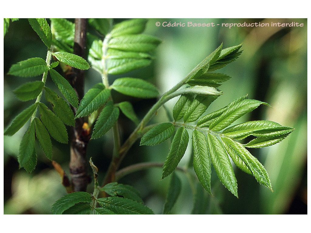 SORBUS RUFOFERRUGINEA SORBUS RUFOFERRUGINEA