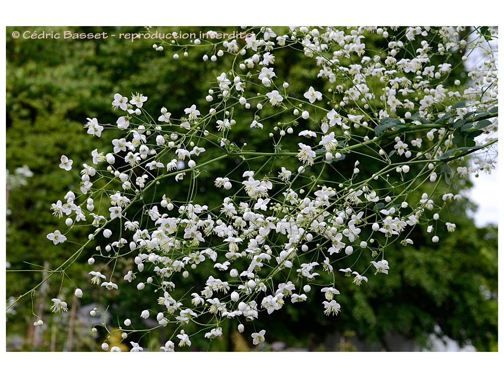 THALICTRUM DELAVAYI 'SPLENDIDE WHITE' THALICTRUM DELAVAYI 'SPLENDIDE WHITE'
