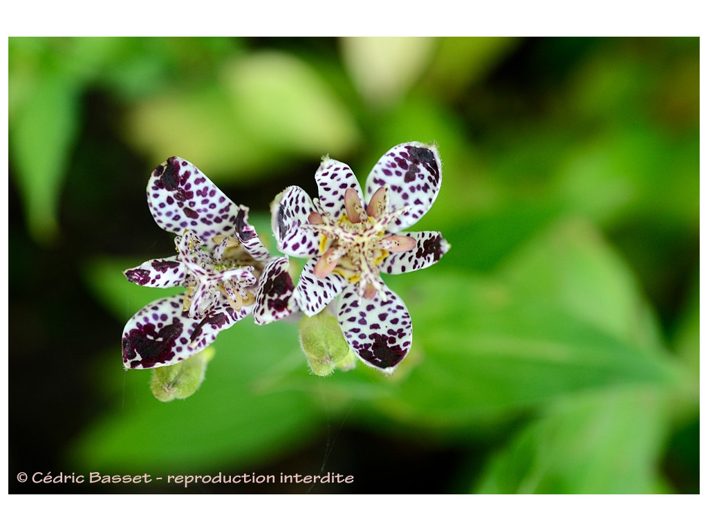 TRICYRTIS 'FUJI NO YUKI'