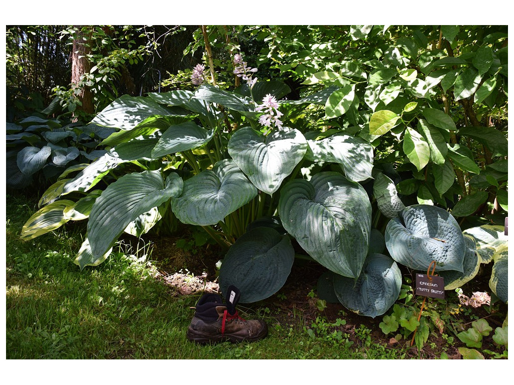 HOSTA 'EMPRESS WU' HOSTA 'EMPRESS WU'