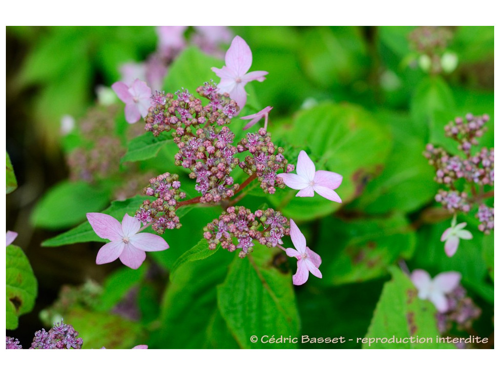 HYDRANGEA SERRATA 'CRUG COBALT' BSWJ6241a