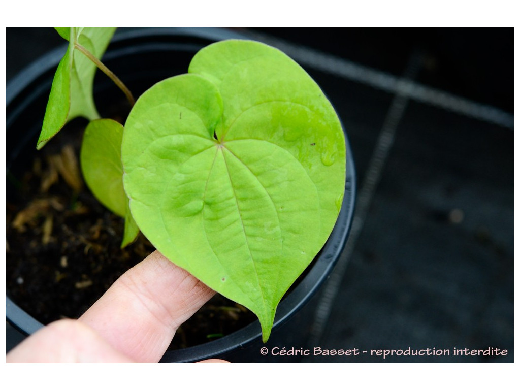DIOSCOREA W/O-9109