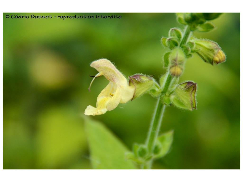 SALVIA NUBICOLA CC6306 SALVIA NUBICOLA CC6306