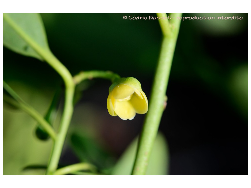ILLICIUM PARVIFLORUM 'FOREST GREEN'