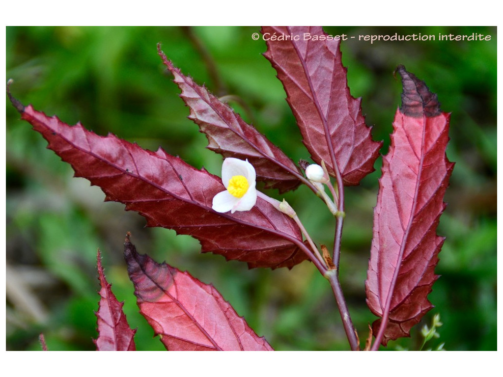 BEGONIA LONGIFOLIA (ex.sp.1 Yunnan) BEGONIA LONGIFOLIA (ex.sp.1 Yunnan)
