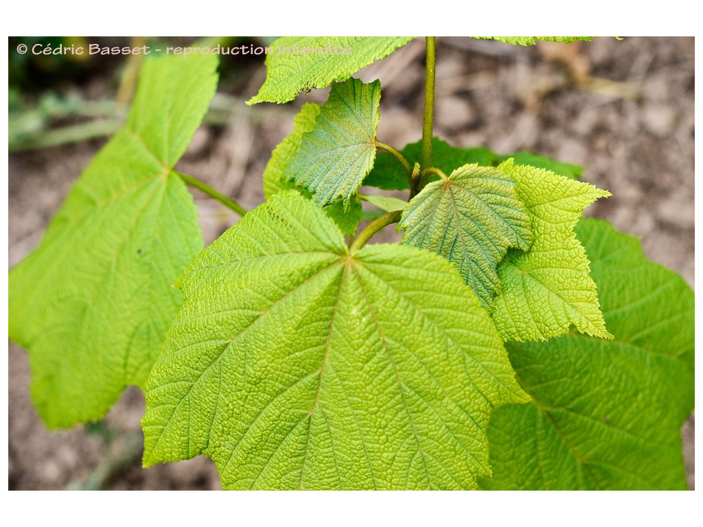 ACER NIPPONICUM ACER NIPPONICUM
