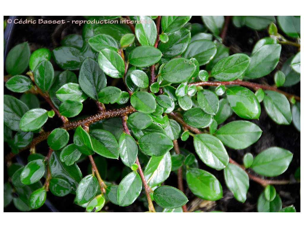 COTONEASTER KWEITSCHOVIENSIS CH6265 COTONEASTER KWEITSCHOVIENSIS CH6265
