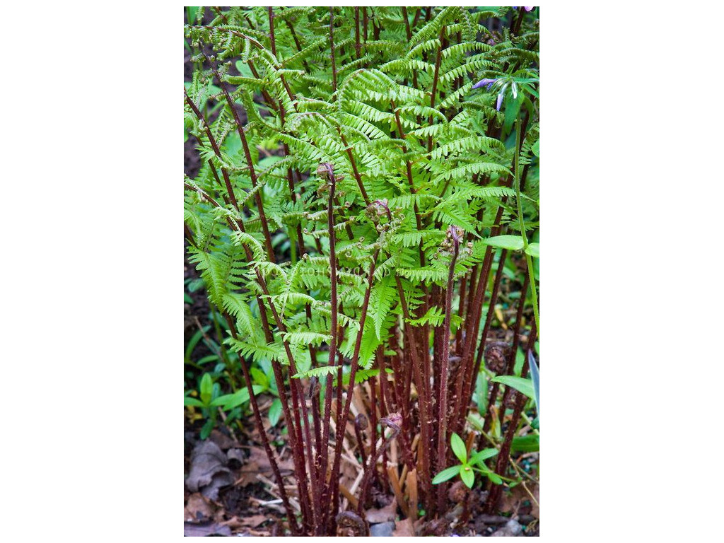 ATHYRIUM FILIX-FEMINA 'LADY IN RED' ATHYRIUM FILIX-FEMINA 'LADY IN RED'