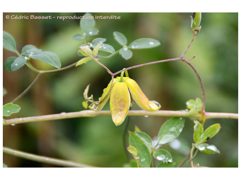 CLEMATIS AKEBIOIDES