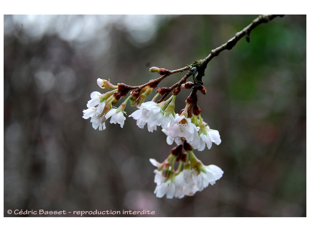 PRUNUS SUBHIRTELLA 'AUTUMNALIS' PRUNUS SUBHIRTELLA 'AUTUMNALIS'