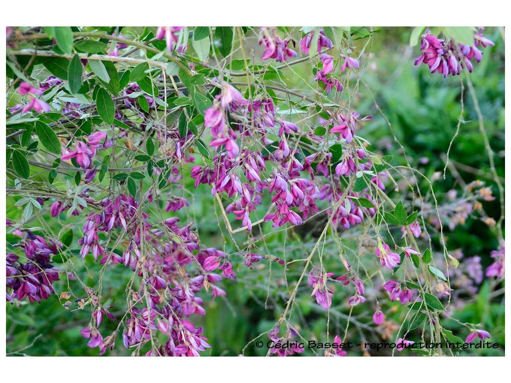 LESPEDEZA BICOLOR 'LITTLE BUDDY' LESPEDEZA BICOLOR 'LITTLE BUDDY'