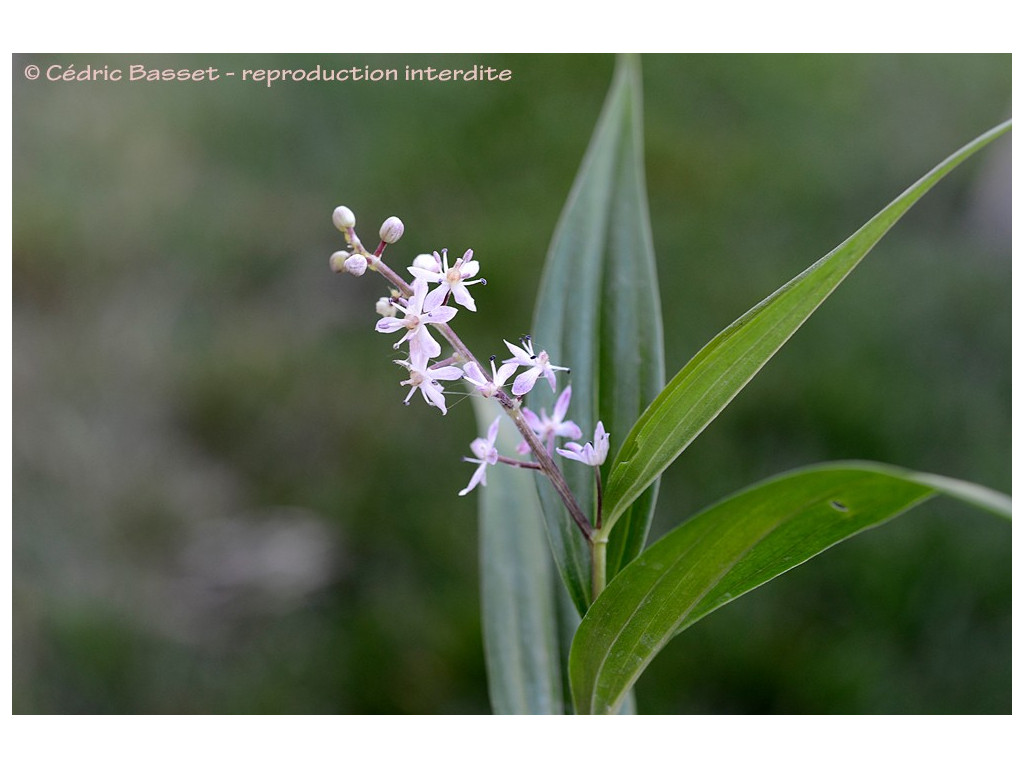 MAIANTHEMUM SCILLOIDEUM BSWJ10407 MAIANTHEMUM SCILLOIDEUM BSWJ10407