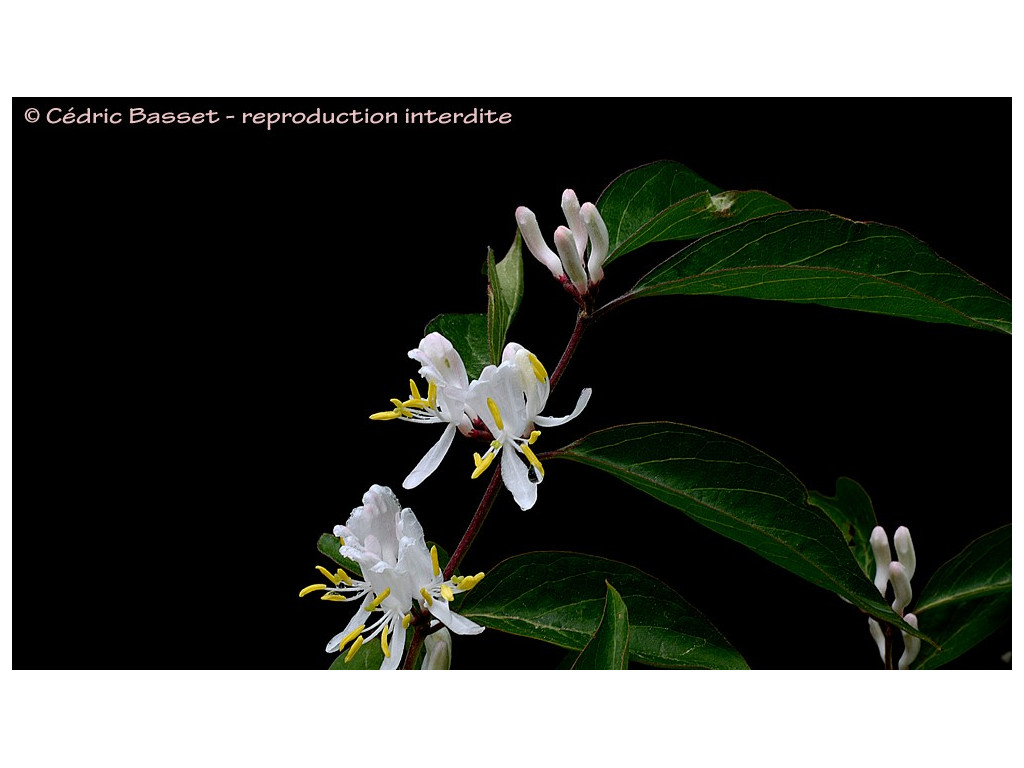 LONICERA MAACKII LONICERA MAACKII