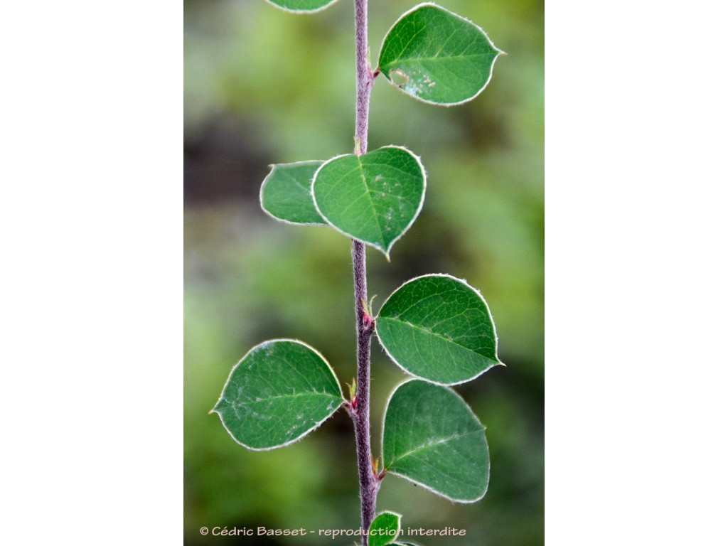 COTONEASTER FALCONERI