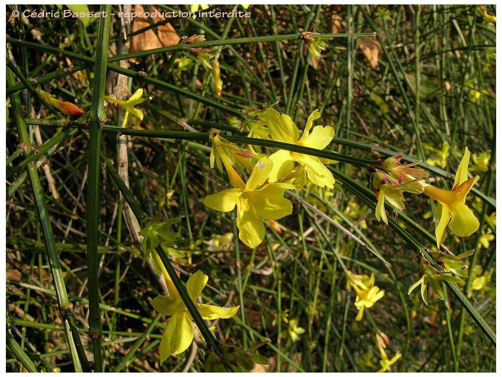 JASMINUM NUDIFLORUM JASMINUM NUDIFLORUM