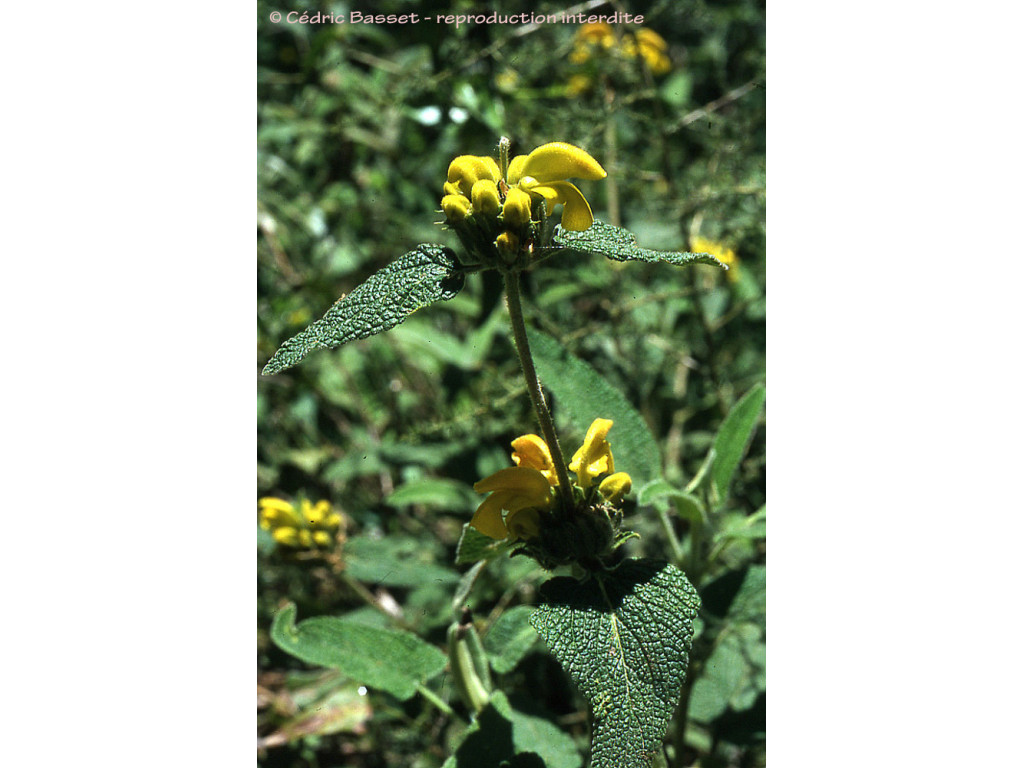 PHLOMIS VISCOSA ISR6565 PHLOMIS VISCOSA ISR6565
