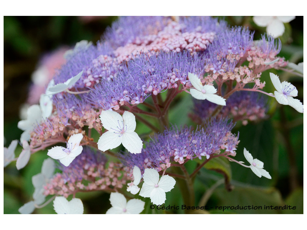 HYDRANGEA ASPERA 'PINK GIANT'