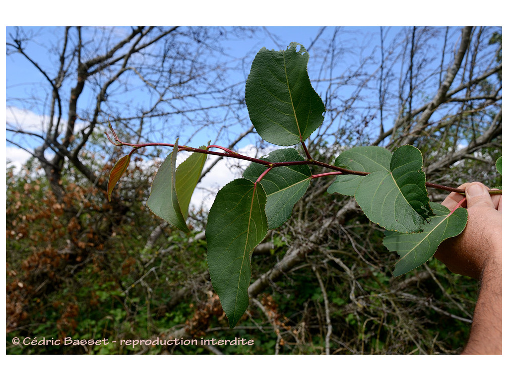 POPULUS PURDOMII