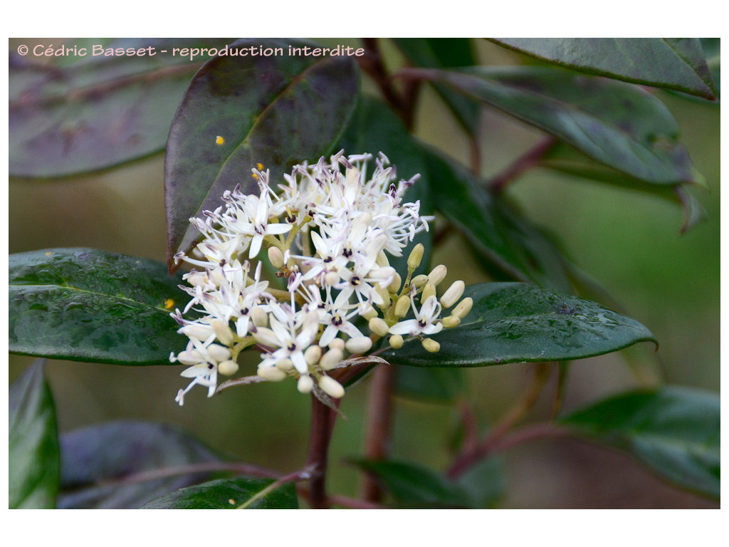 CORNUS OBLONGA CORNUS OBLONGA