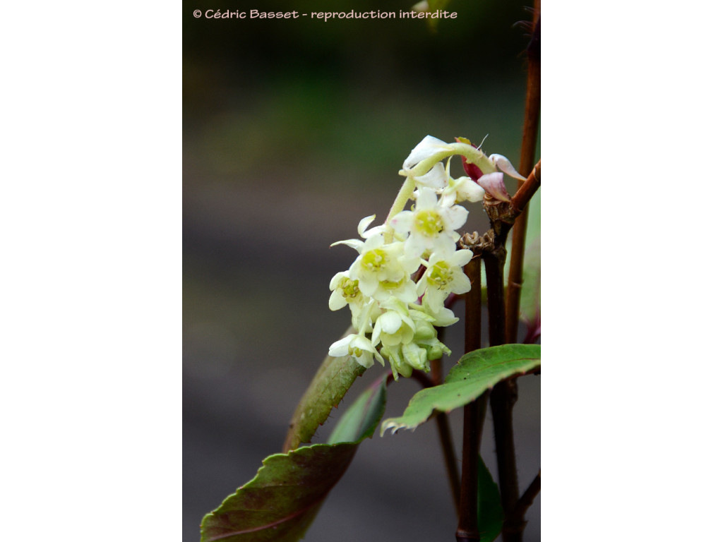 RIBES LAURIFOLIUM RIBES LAURIFOLIUM