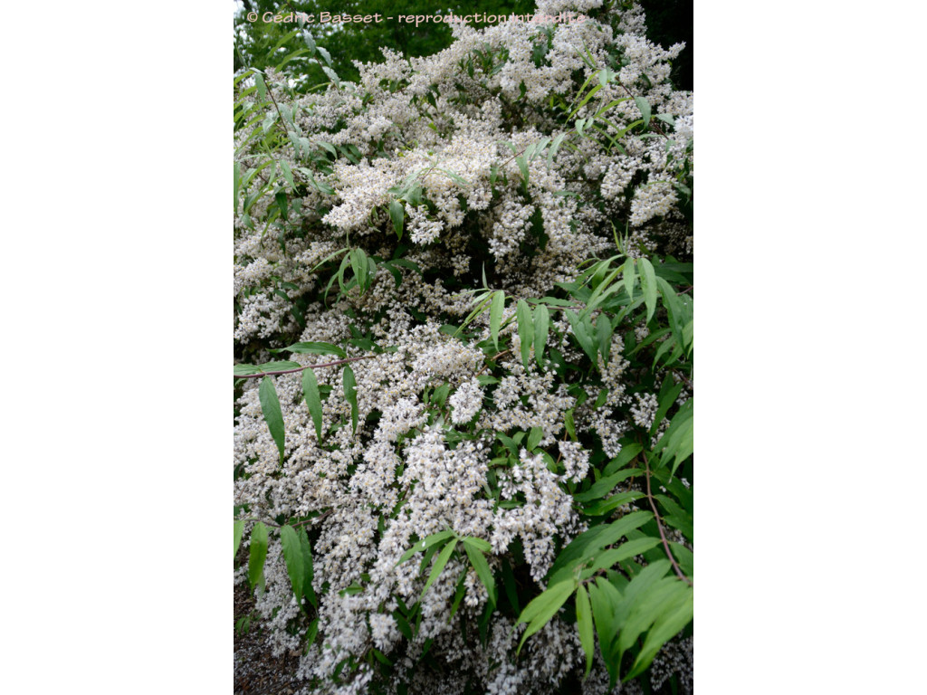 DEUTZIA NINGPOENSIS W/O-0040 DEUTZIA NINGPOENSIS W/O-0040