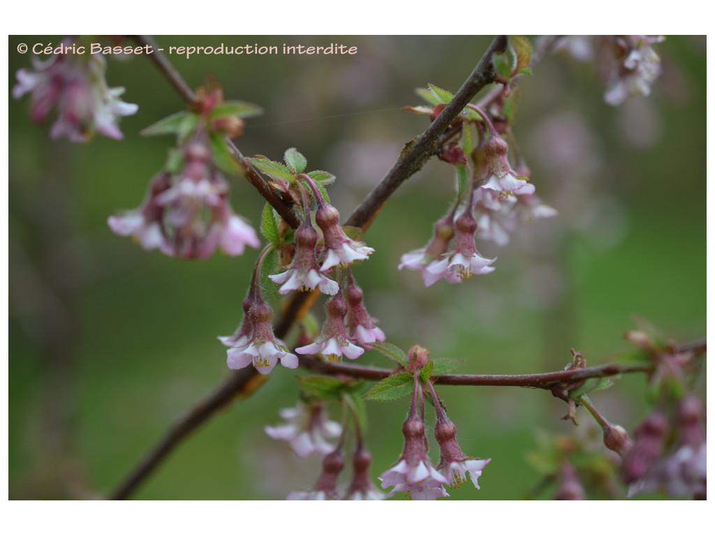PRUNUS CANESCENS