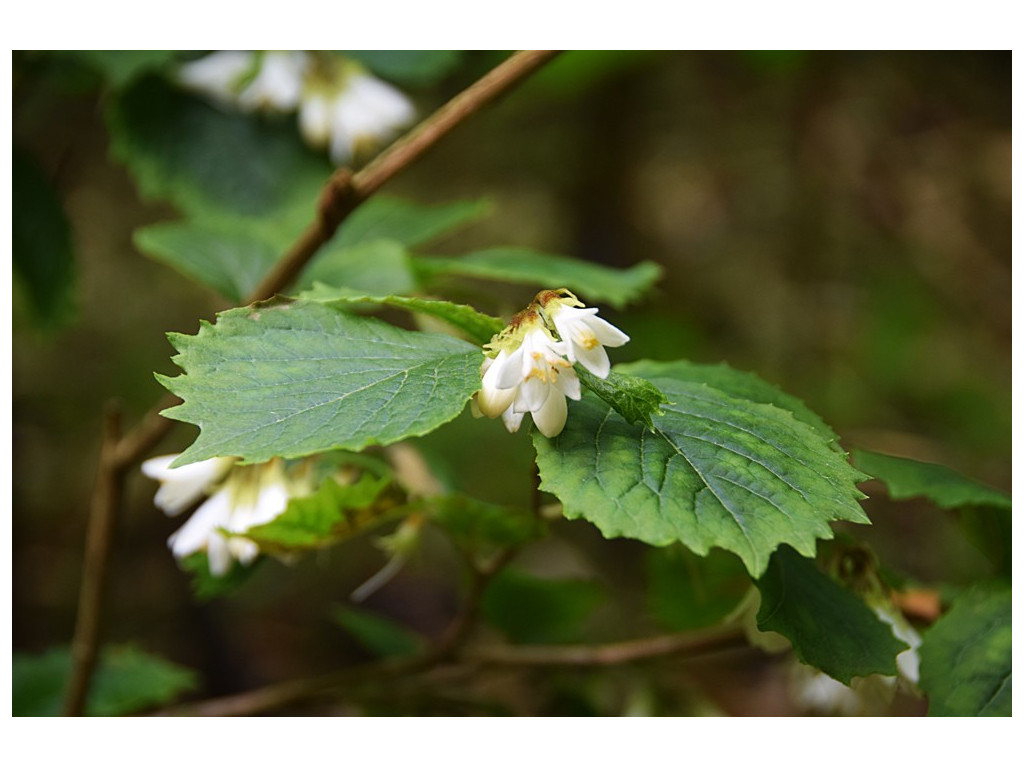 STYRAX SHIRAIANUS
