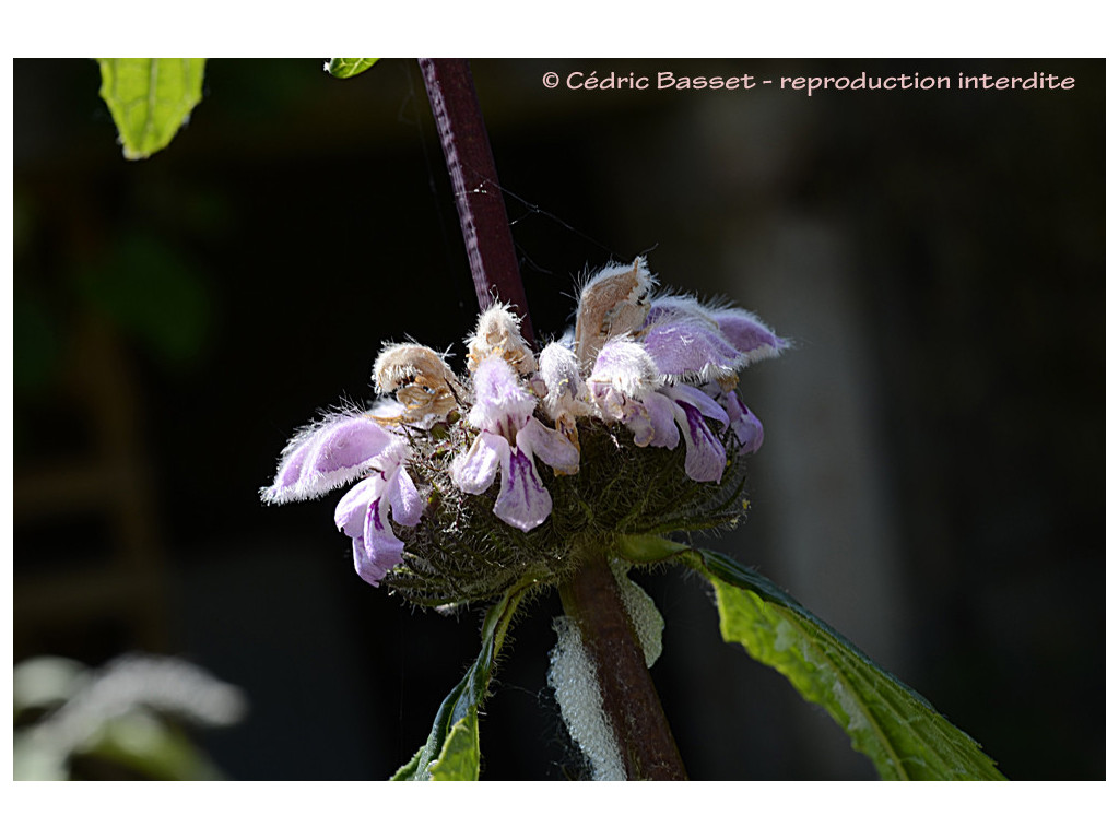 PHLOMIS TUBEROSA