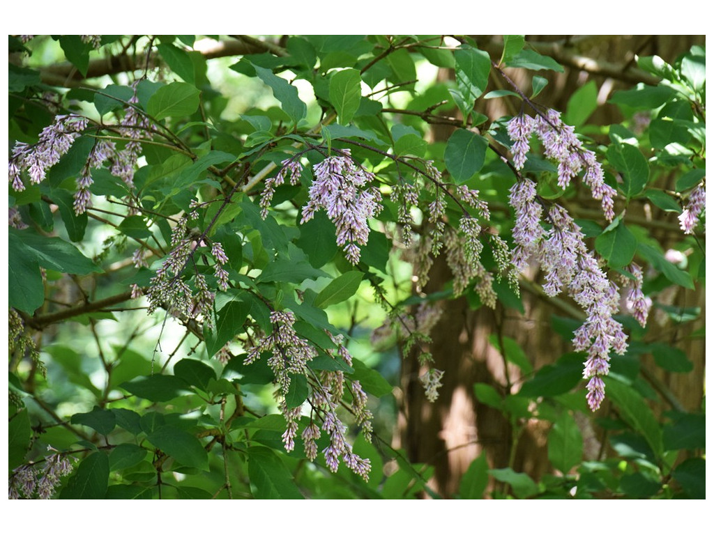 SYRINGA REFLEXA