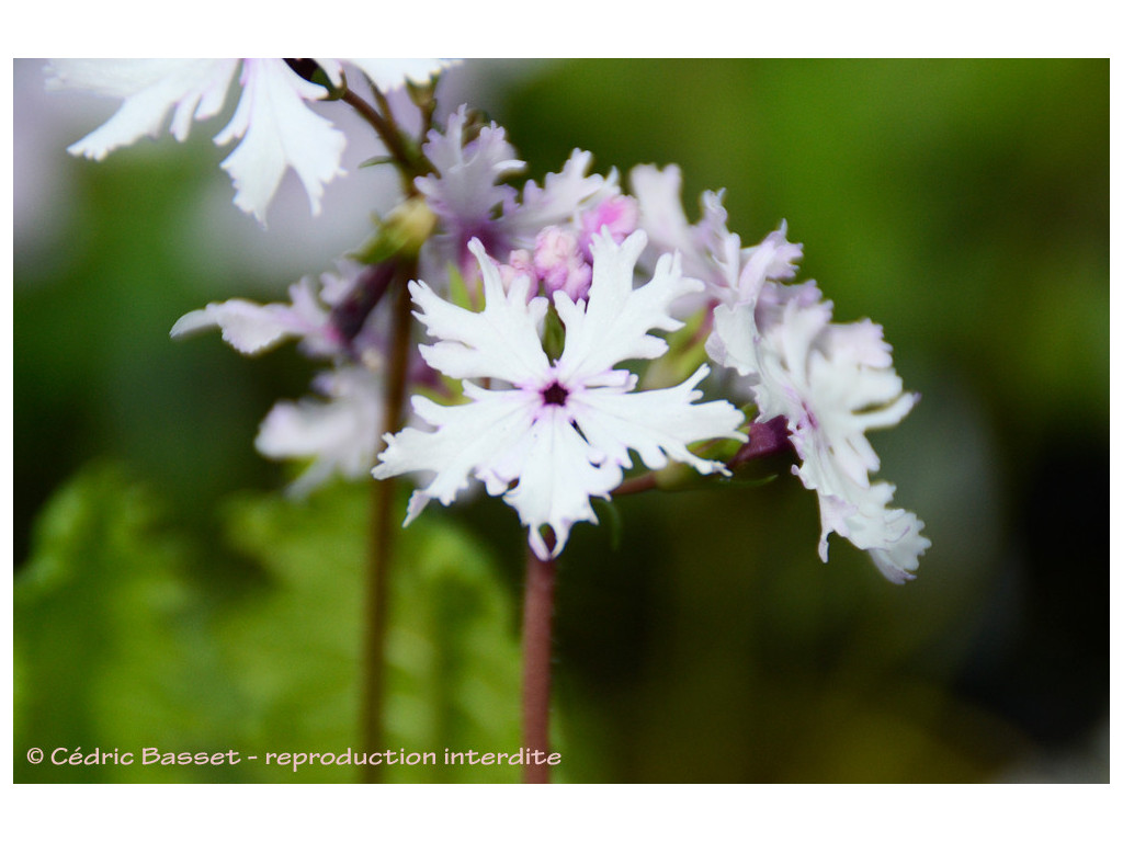 PRIMULA SIEBOLDII 'KASHIMA' PRIMULA SIEBOLDII 'KASHIMA'