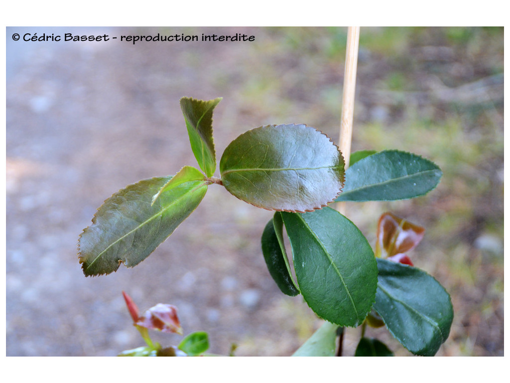 CAMELLIA OBTUSIFOLIA