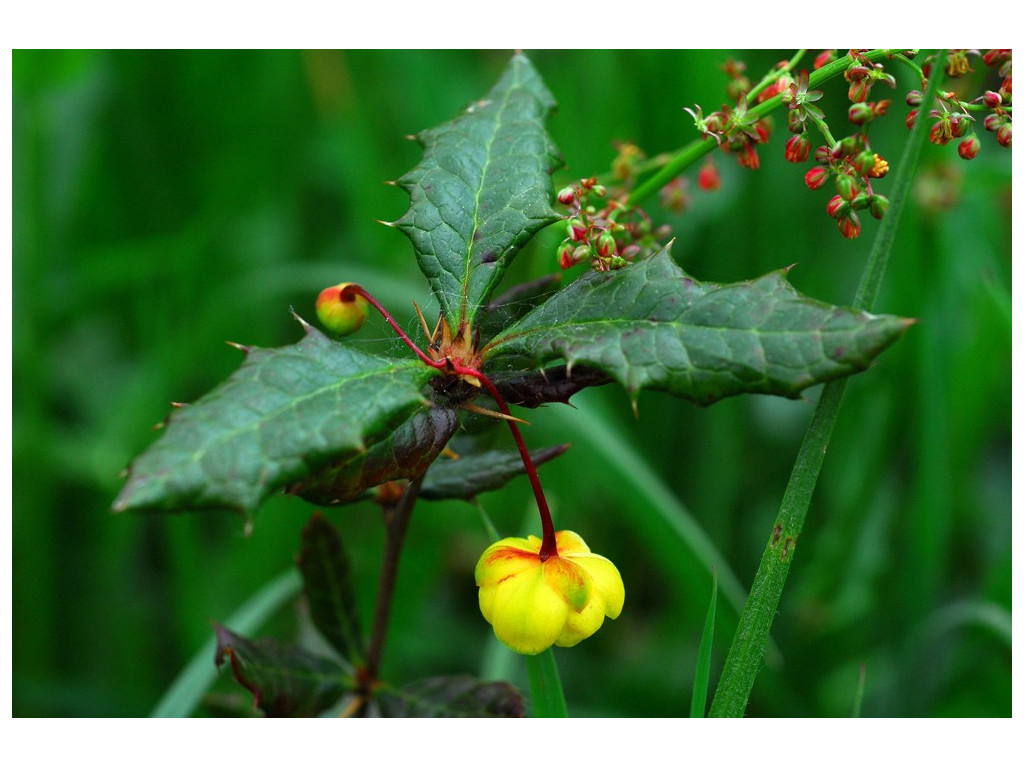 BERBERIS MANIPURANA