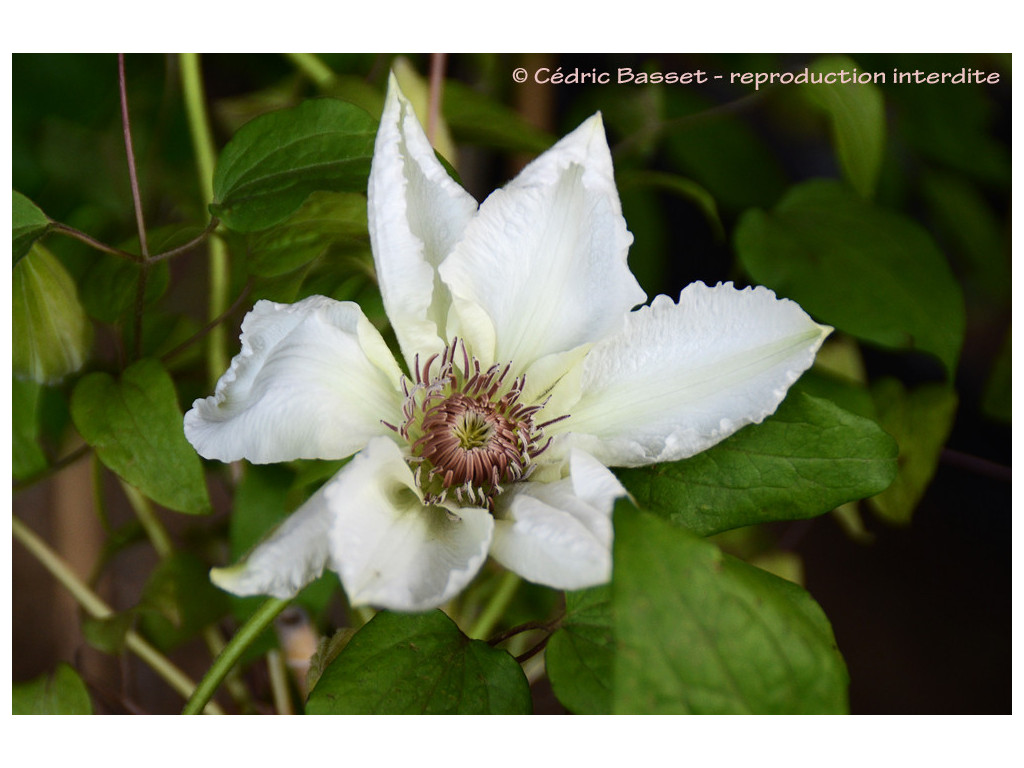 CLEMATIS PATENS 'FUYU NO TABI' CLEMATIS PATENS 'FUYU NO TABI'