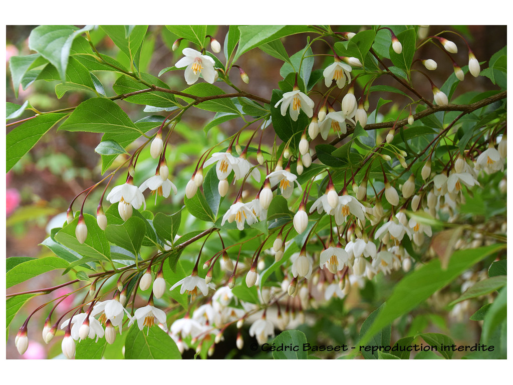 STYRAX JAPONICA var.FARGESII STYRAX JAPONICA var.FARGESII
