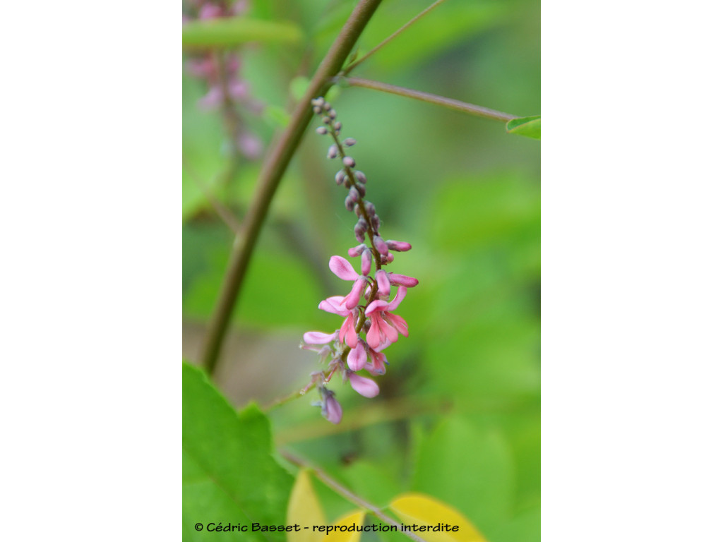 INDIGOFERA POTANINII