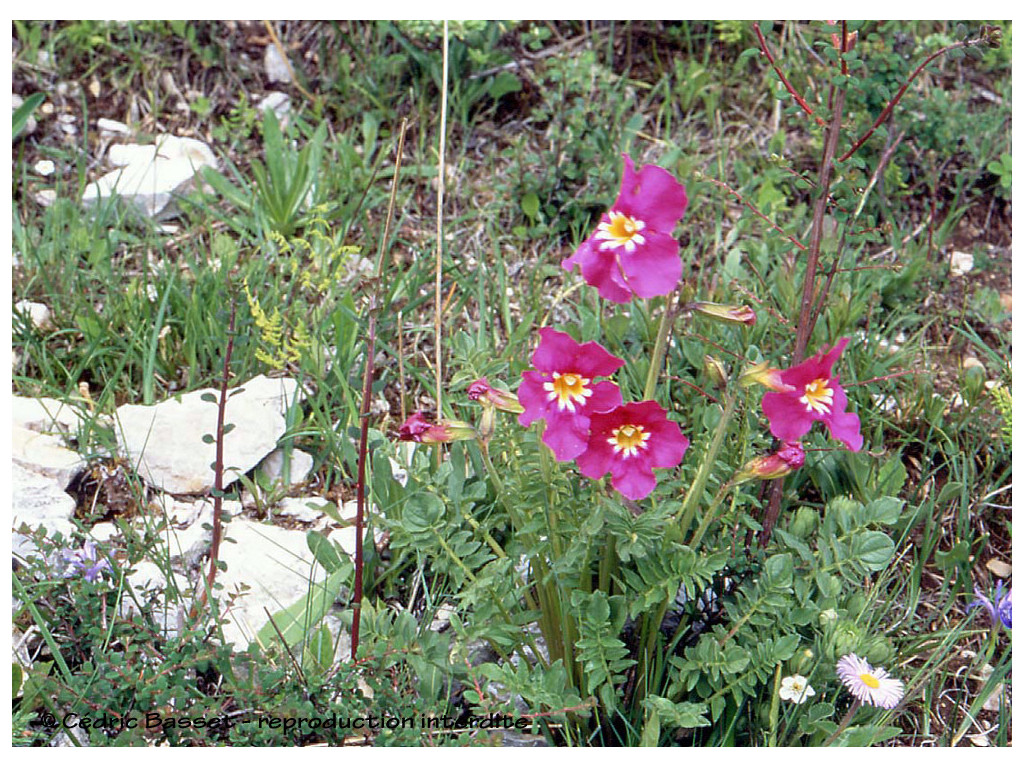 INCARVILLEA ZHONGDIANENSIS