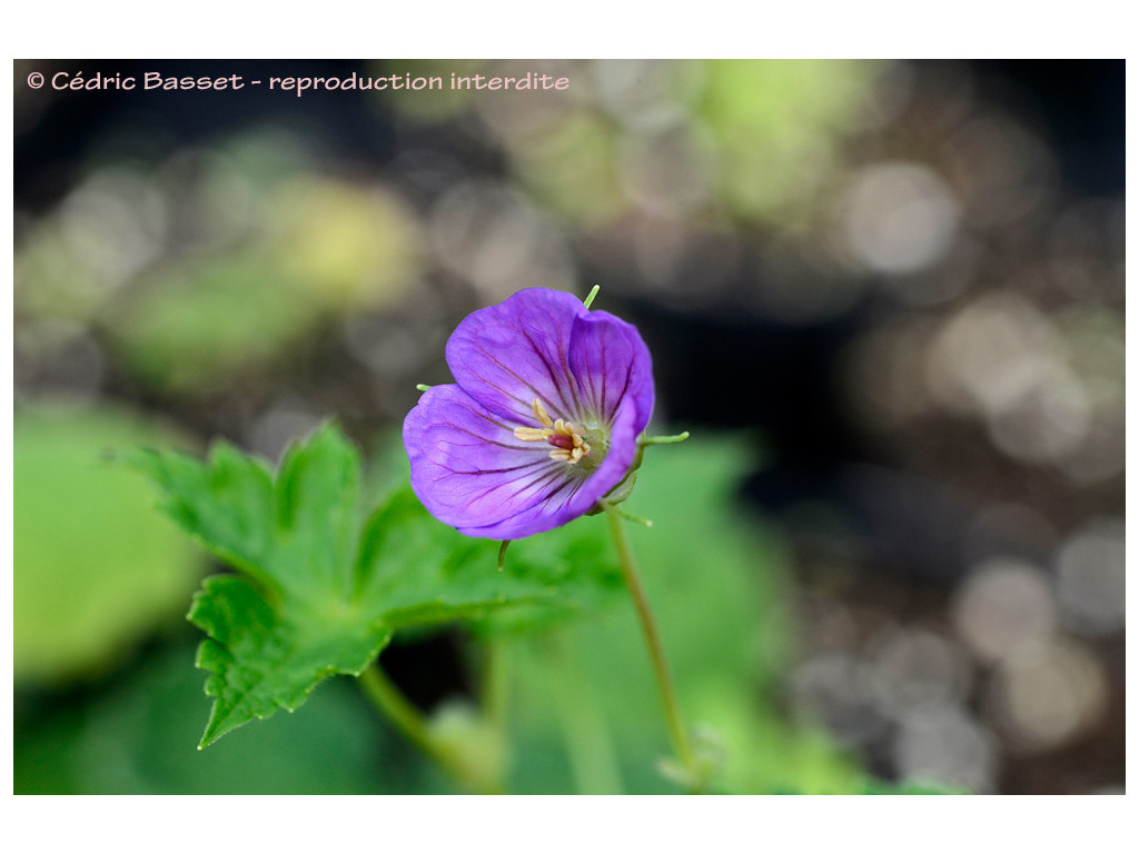 GERANIUM WALLICHIANUM HPA1373 GERANIUM WALLICHIANUM HPA1373