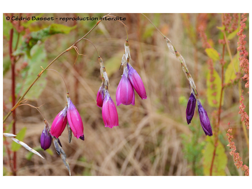 copy of DIERAMA DRACOMONTANUM