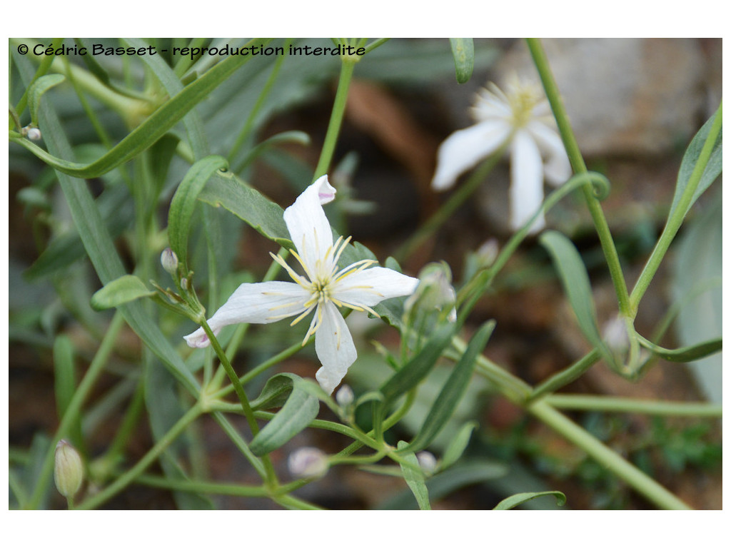 CLEMATIS SIBIRICA KG5678
