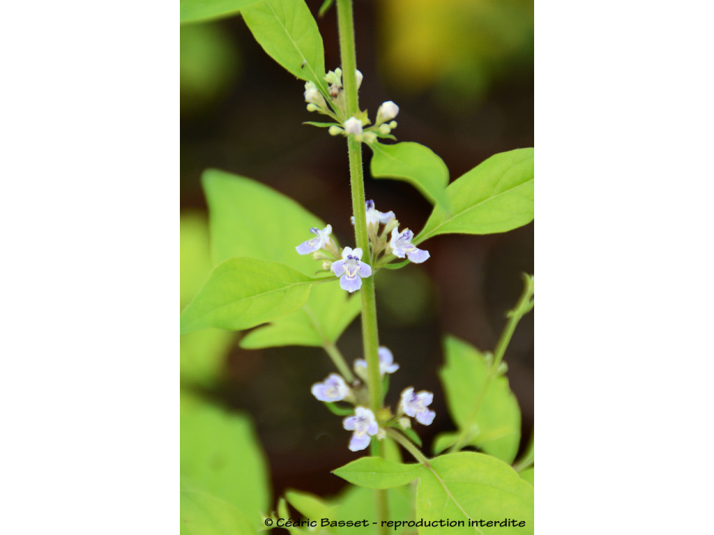 VITEX sp.Chine W/O-1075